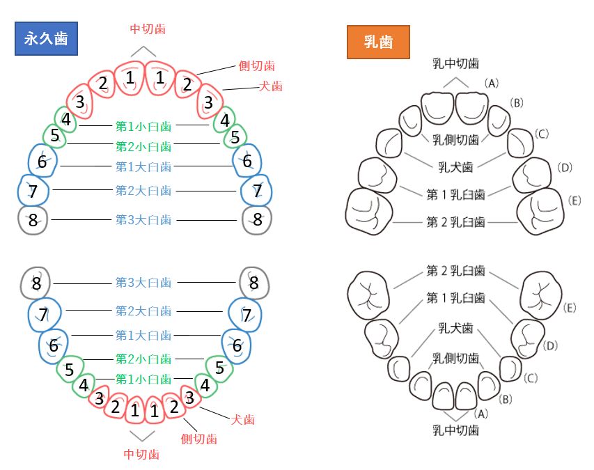 歯の種類・名前・番号について|歯式の表し方 歯の種類・名前・番号について|歯式の表し方