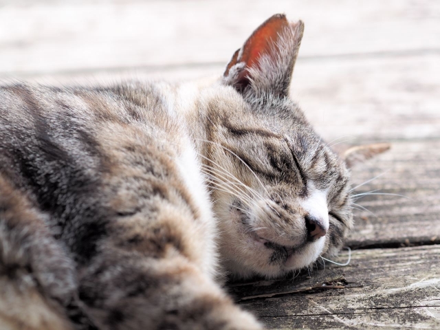 眠ったまま治療が終わる?痛くない麻酔「静脈内鎮静法」のメリットとデメリット 眠ったまま治療が終わる?痛くない麻酔「静脈内鎮静法」のメリットとデメリット